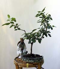 Apfelbaum Internet