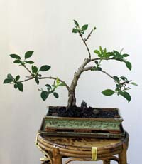 Hybrid-Forsythia Internet